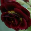 Primula Auricula Crimson Glow - Abriachan Nurseries